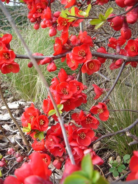 Chaenomeles x superba 'Etna'